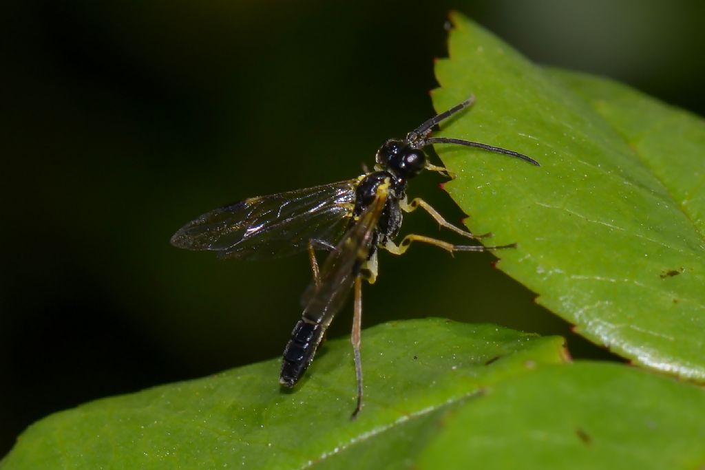 imenottero Tenthredinidae: Allantus sp.